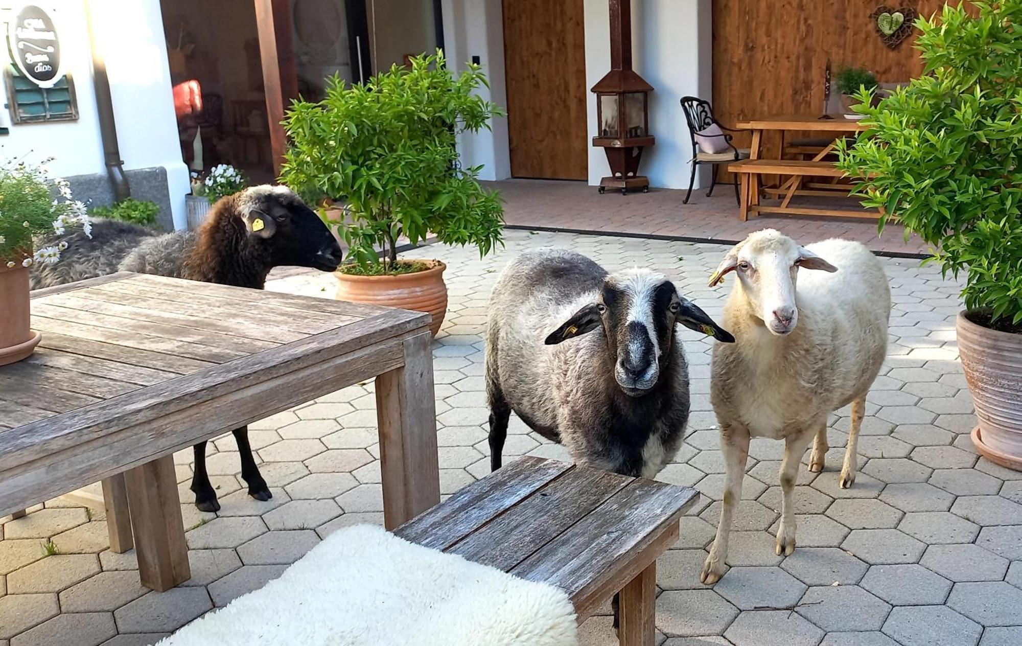 Roiderhof Irrsee Oberhofen am Irrsee エクステリア 写真